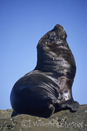 South American Sea Lion ( Otaria flavescens ) male