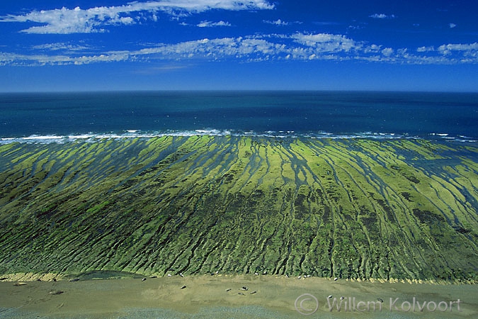 Zeeolifanten ( Mirounga leonina ) op het strand