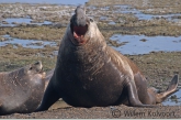 Southern Elephant Seal ( Mirounga leonina )