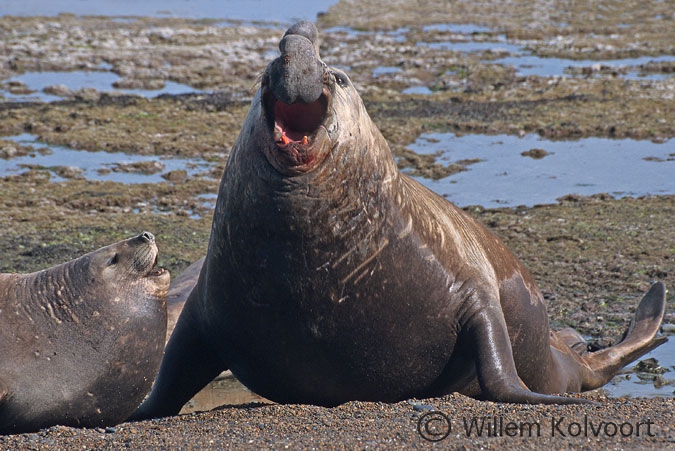 Southern Elephant Seal ( Mirounga leonina )