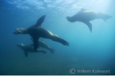 South American Sea Lion ( Otaria flavescens )