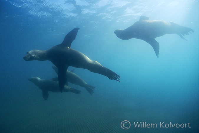 South American Sea Lion ( Otaria flavescens )