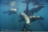 Patagonische manenrobben ( Otario flavescens )