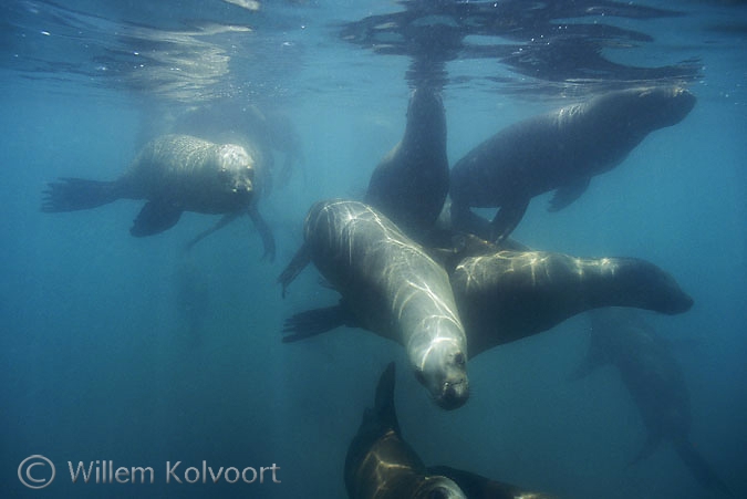 Patagonische manenrobben ( Otario flavescens )