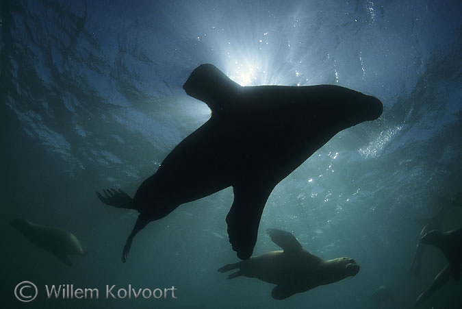 South American Sea Lion ( Otaria flavescens )