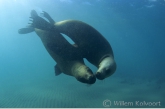 Patagonische manenrobben ( Otario flavescens ) spelend