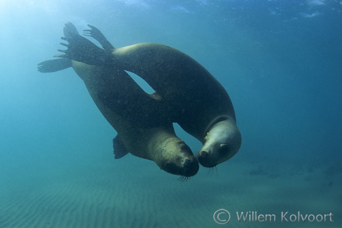 Patagonische manenrobben ( Otario flavescens ) spelend