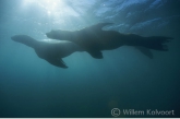 South American Sea Lion ( Otaria flavescens )