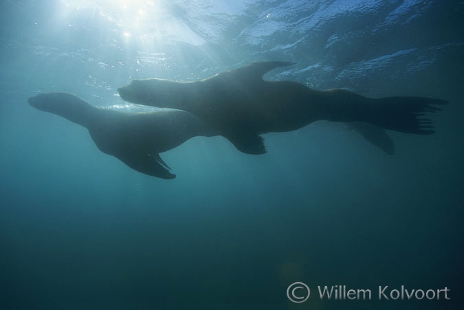 South American Sea Lion ( Otaria flavescens )