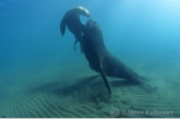 South American Sea Lion ( Otaria flavescens )