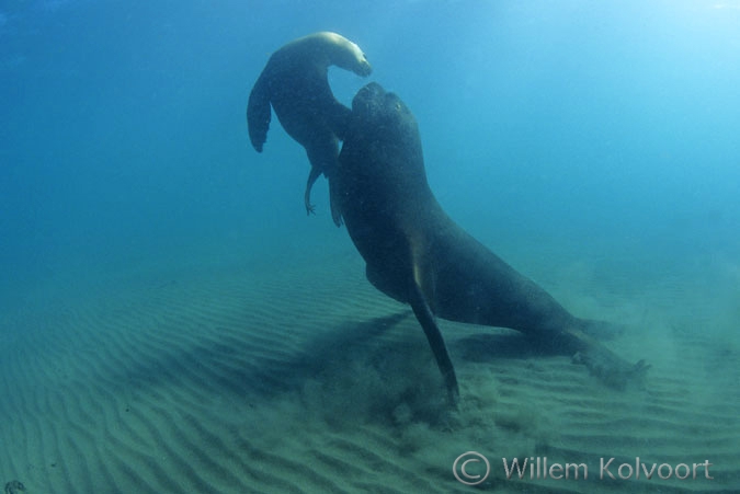 South American Sea Lion ( Otaria flavescens )