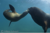 South American Sea Lion ( Otaria flavescens ) flirting