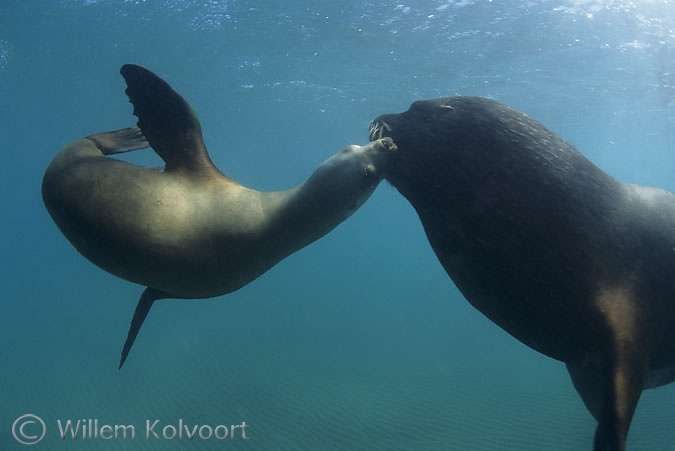 South American Sea Lion ( Otaria flavescens ) flirting