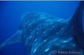 A Ride on a whale shark