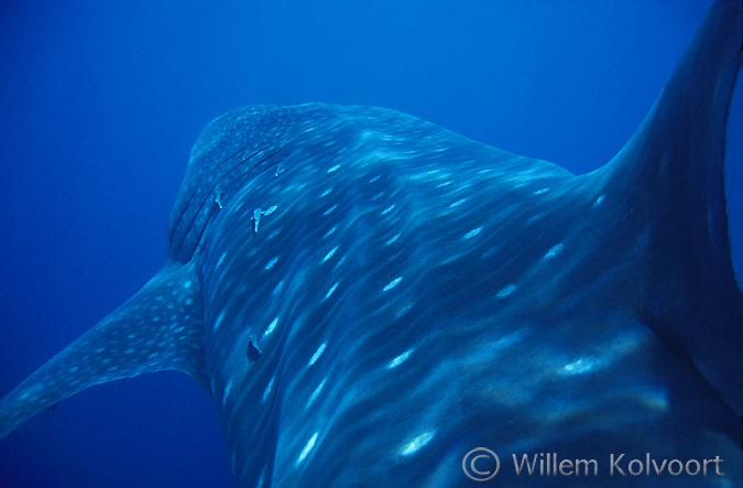 A Ride on a whale shark