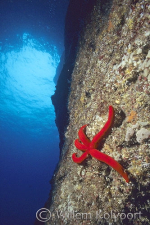 Starfish in a cave