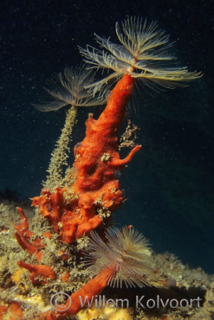 With sponges overgrown tube-worms