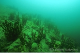 Baikal underwater landscape with sponges all over