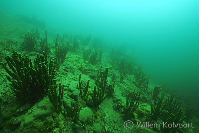 Baikal underwater landscape with sponges all over