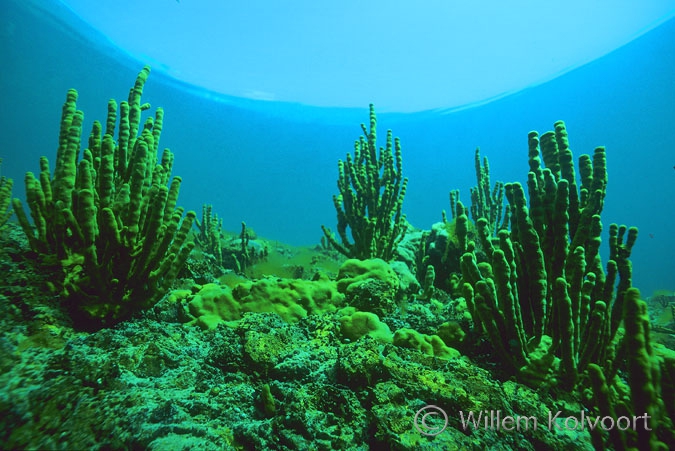 Baikal sponges
