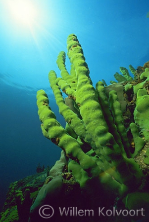 Baikalsponge with little shrimps