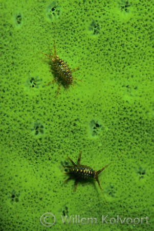 Little Baikal shrimps on a sponge