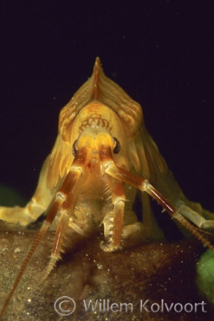  Baikal shrimp