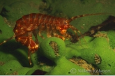 Baikal shrimp on a sponge