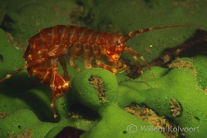 Baikal shrimp on a sponge