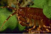 Baikal shrimp on a sponge