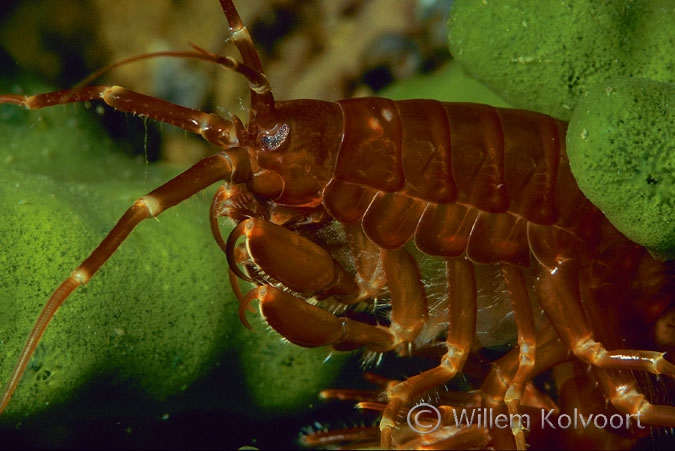 Baikal shrimp on a sponge