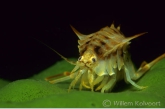 Baikal shrimp ( Acanthogammarus victorii )