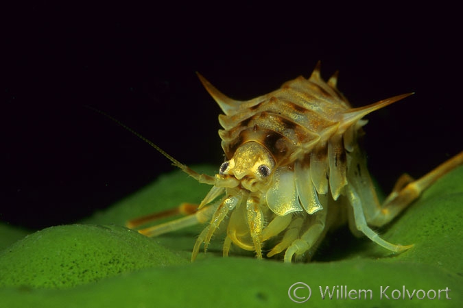 Baikal shrimp ( Acanthogammarus victorii )