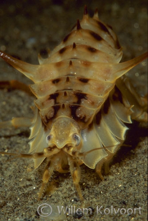 Baikal shrimp ( Acanthogammarus victorii )