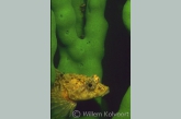 Bullhead in sponge