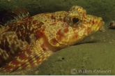 Orange Baikal Bullhead