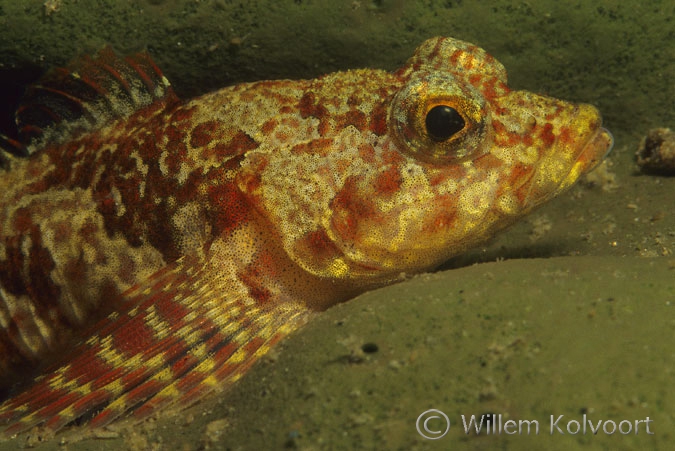 Orange Baikal Bullhead