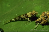 Baikal bullhead