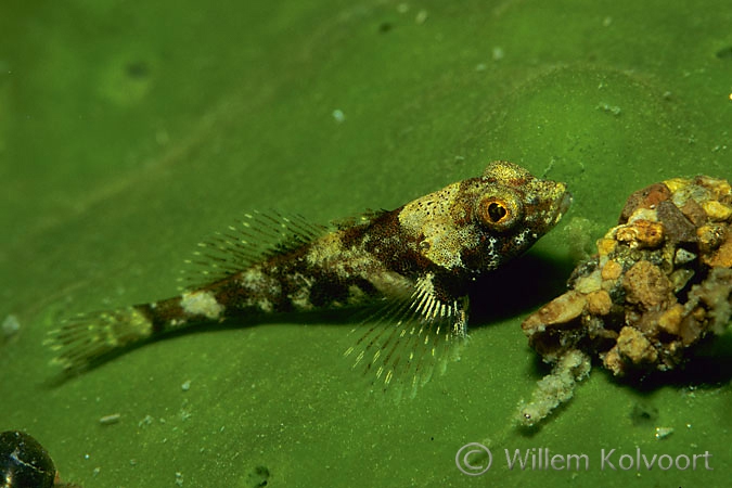 Baikal bullhead