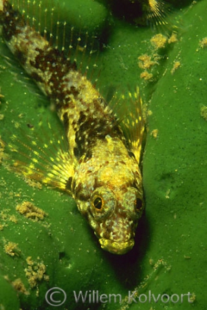 Baikal bullhead