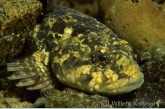 Baikal bullhead