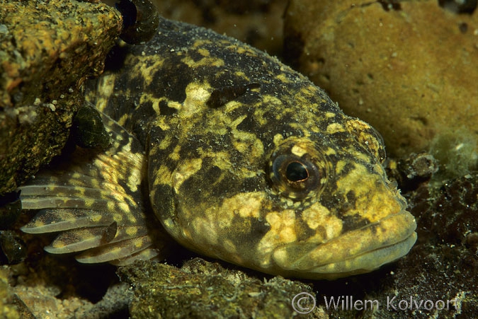 Baikal bullhead