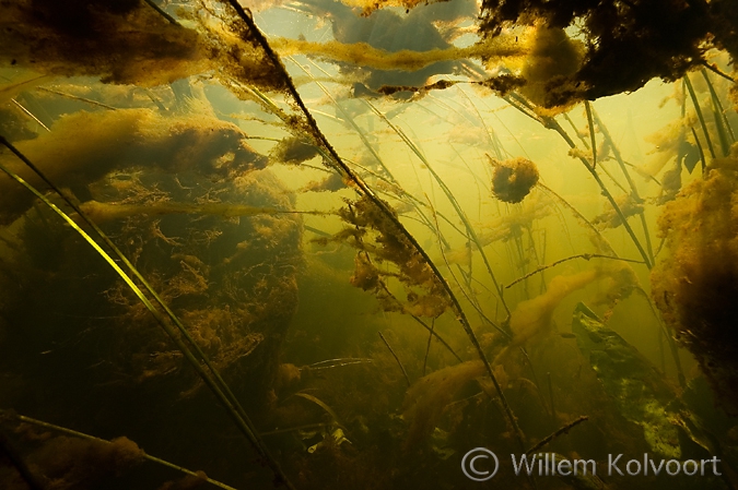 Algenlandschap , Oostervaartse Diep