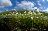 Beeldschoonwater, beken in Drenthe