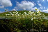 Fijne waterranonkel ( Ranunculus aquatilis ), Amerdiep