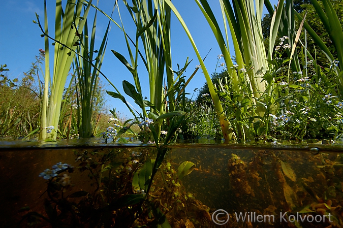 Lisdodden en Watervergeetmijnietje, Oude Diep