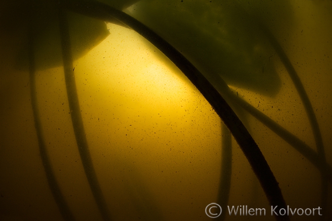 Waterlelie ( Nymphaea alba ) Zuidlaardermeer