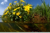 Dotterbloem ( Caltha palustris ) met kwelstroom, Amerdiep