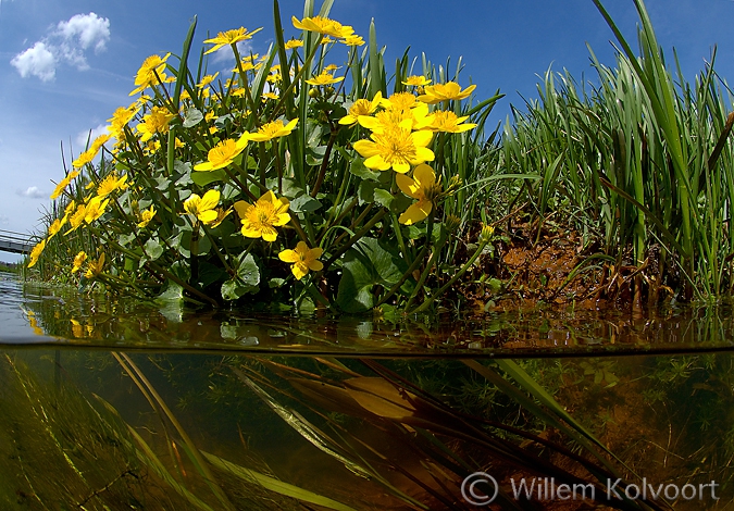 Dotterbloem ( Caltha palustris ) met kwelstroom, Amerdiep