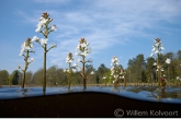 Waterdrieblad ( Menyantes trifolia ) in het ven Diepveen